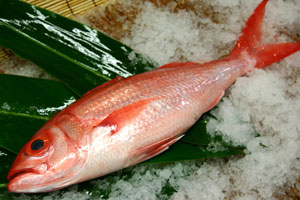 姫鯛 ヒメダイ関東ではオゴ ☆ 沖縄ではクルキンマチですね！