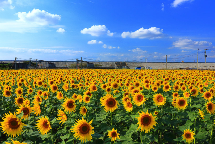 柳川ひまわり園 - 大切なお知らせ なんと今年初めて ひまわり園で花火を打ち上げます。!!;