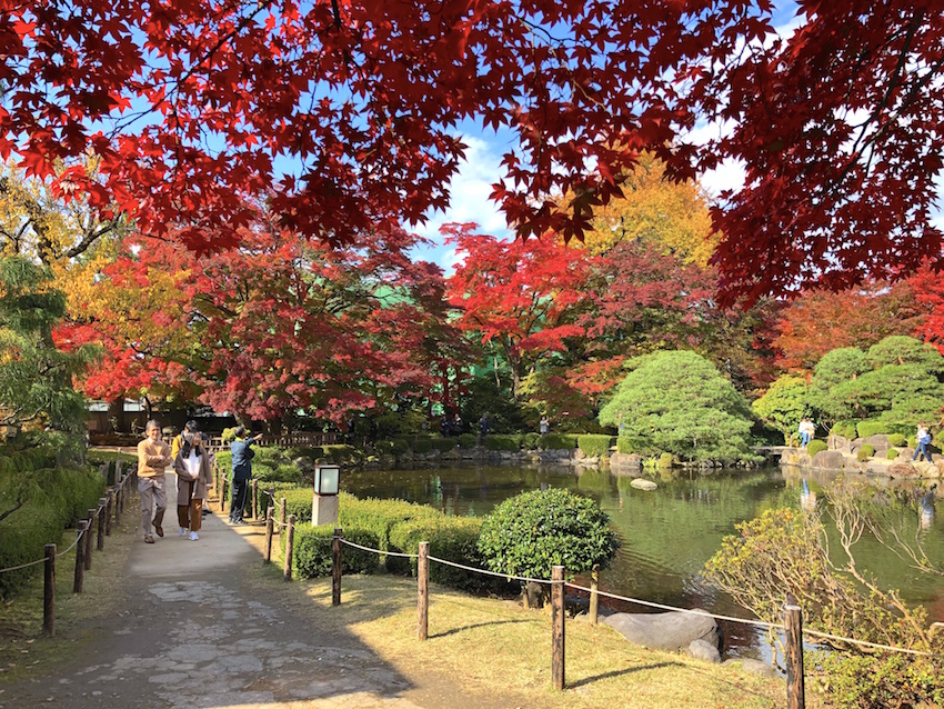 天童公園もみじ園 ライトアップ観光スポット 天童市・村山地方 やまがたへの旅 -
