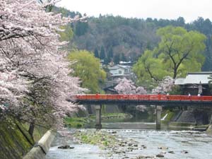 信州中野、さくらんぼ狩り 佐藤錦、紅秀峰、さおり、香夏錦、高砂- 信州中野 小野りんご園