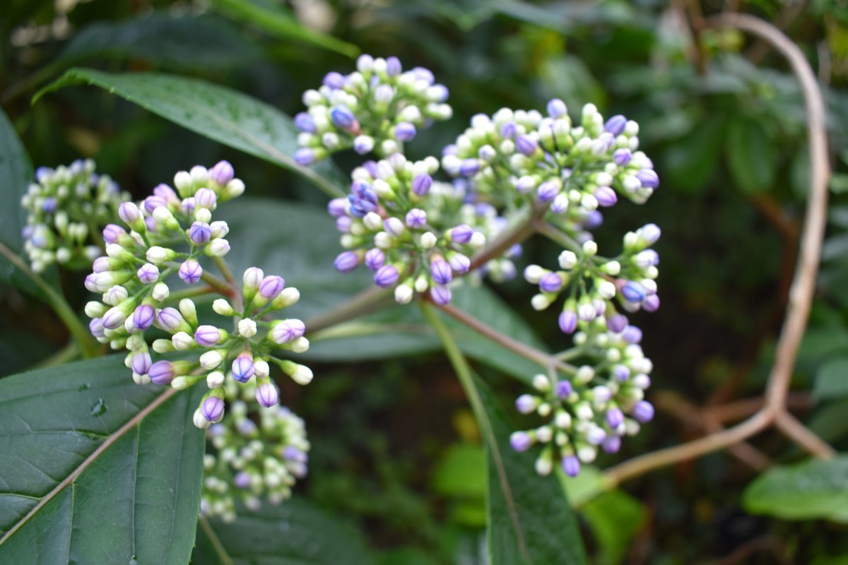 おすすめリッチモンド イギリス 観光スポットゲットユアガイドGetYourGuide