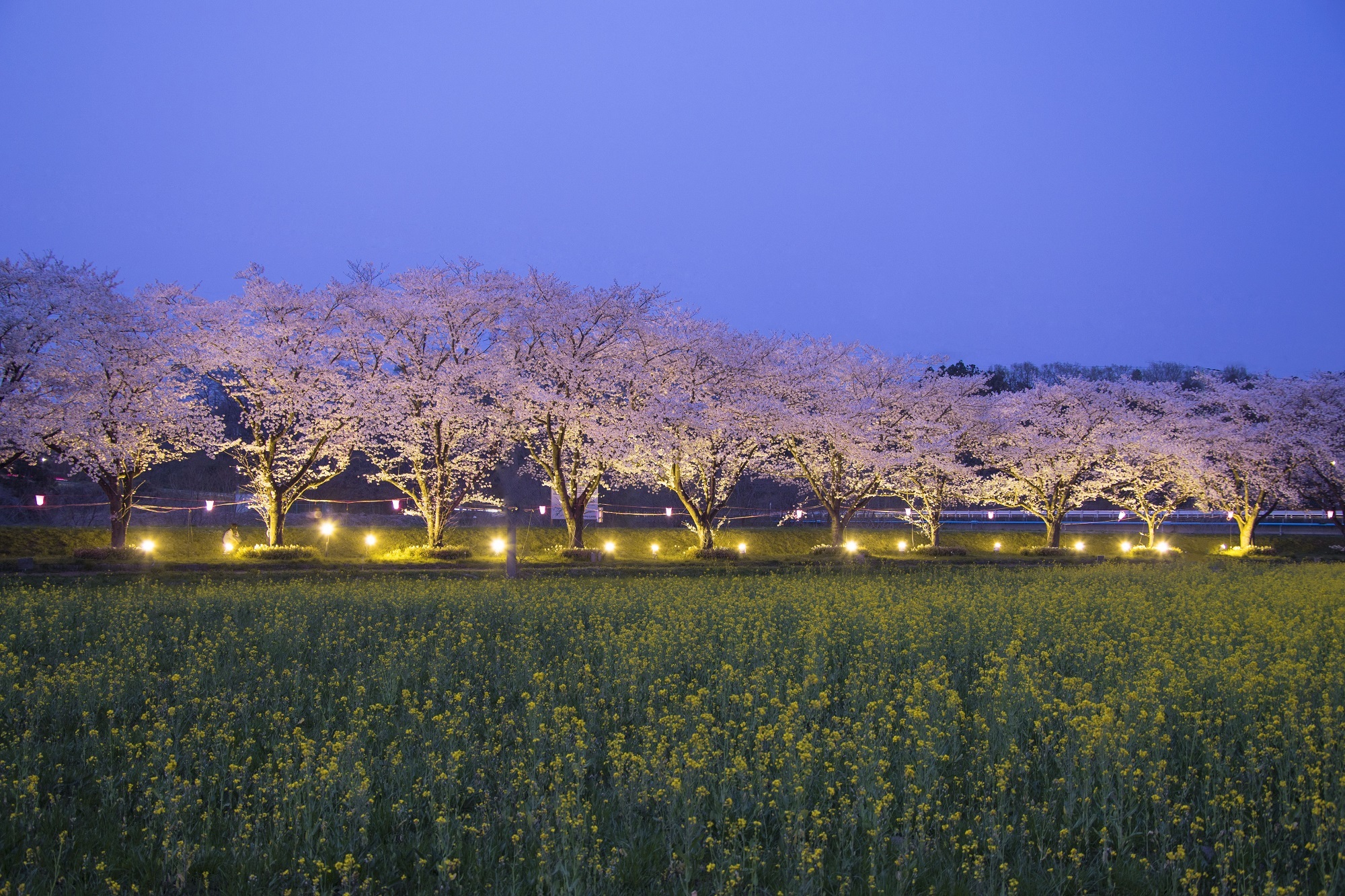 都幾川桜堤のクチコミ一覧 - じゃらんnet
