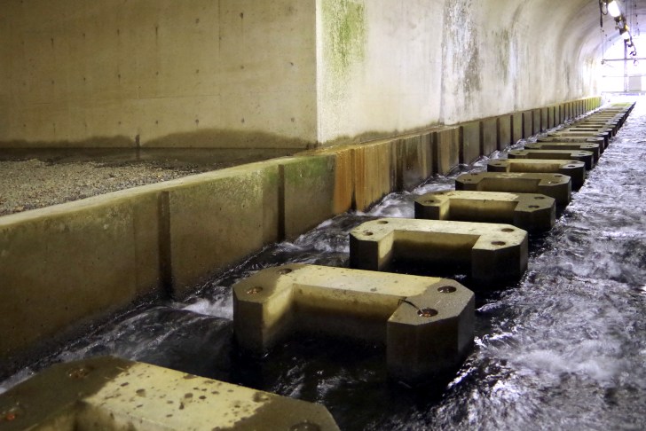 鳩ノ巣渓谷の遊歩道をハイキング！初心者でも歩けるコース？白丸ダムの魚道見学が面白かった