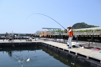 和歌山 紀北 雑賀崎漁港nature2016