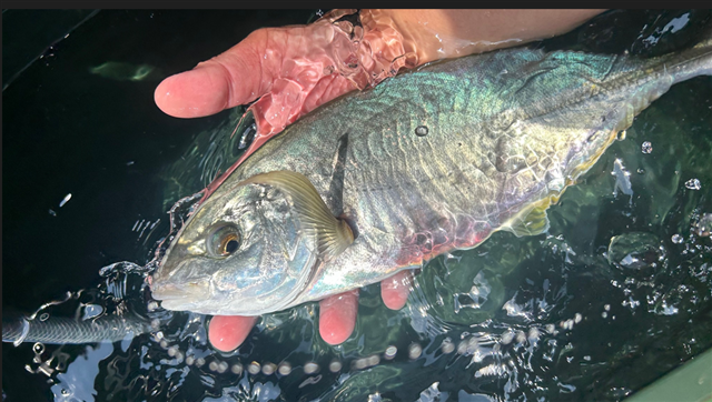 ≪🎣コウイカ釣果グラム🎣≫ 筏で良型のコウイカ🦑朝まずめ開始１時間で見事な一杯！肉厚で食べ応えがありそうです😋笑 おめでとうございます！@choka.gram では釣りライフをとことん楽しんでいるアングラー達の素晴らしい釣果を紹介しています🐟🐠写真はすべて掲載許可