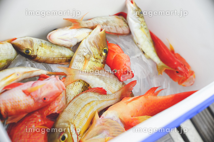 沖縄名物ミーバイの基本知識 レシピ・旬な時期・釣り方・さばき方を解説釣りラボマガジン