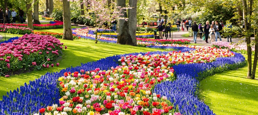 オランダの花パレード 写真素材4541477- フォトライブラリ