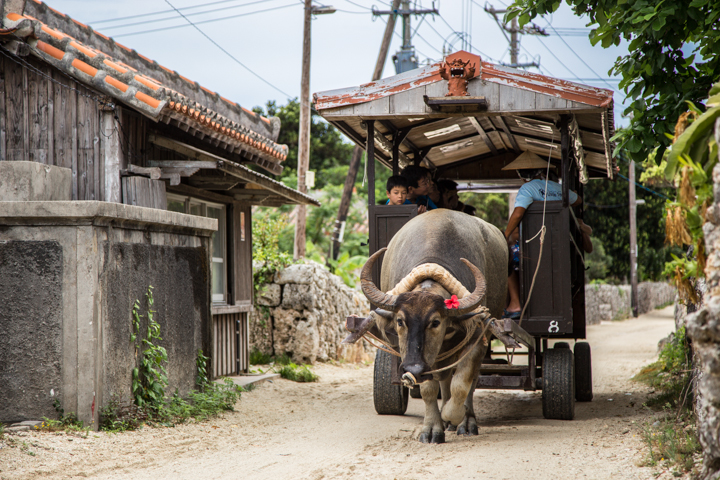 ふく木並木水牛車 – 本部町観光協会 公式