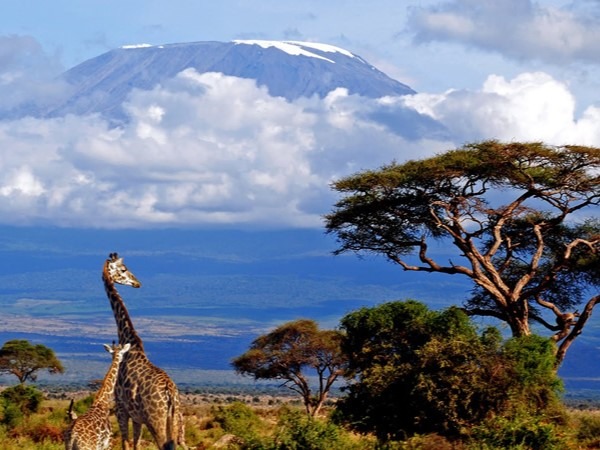 アンボセリ国立公園：ナイロビ発 1 日ツアー in