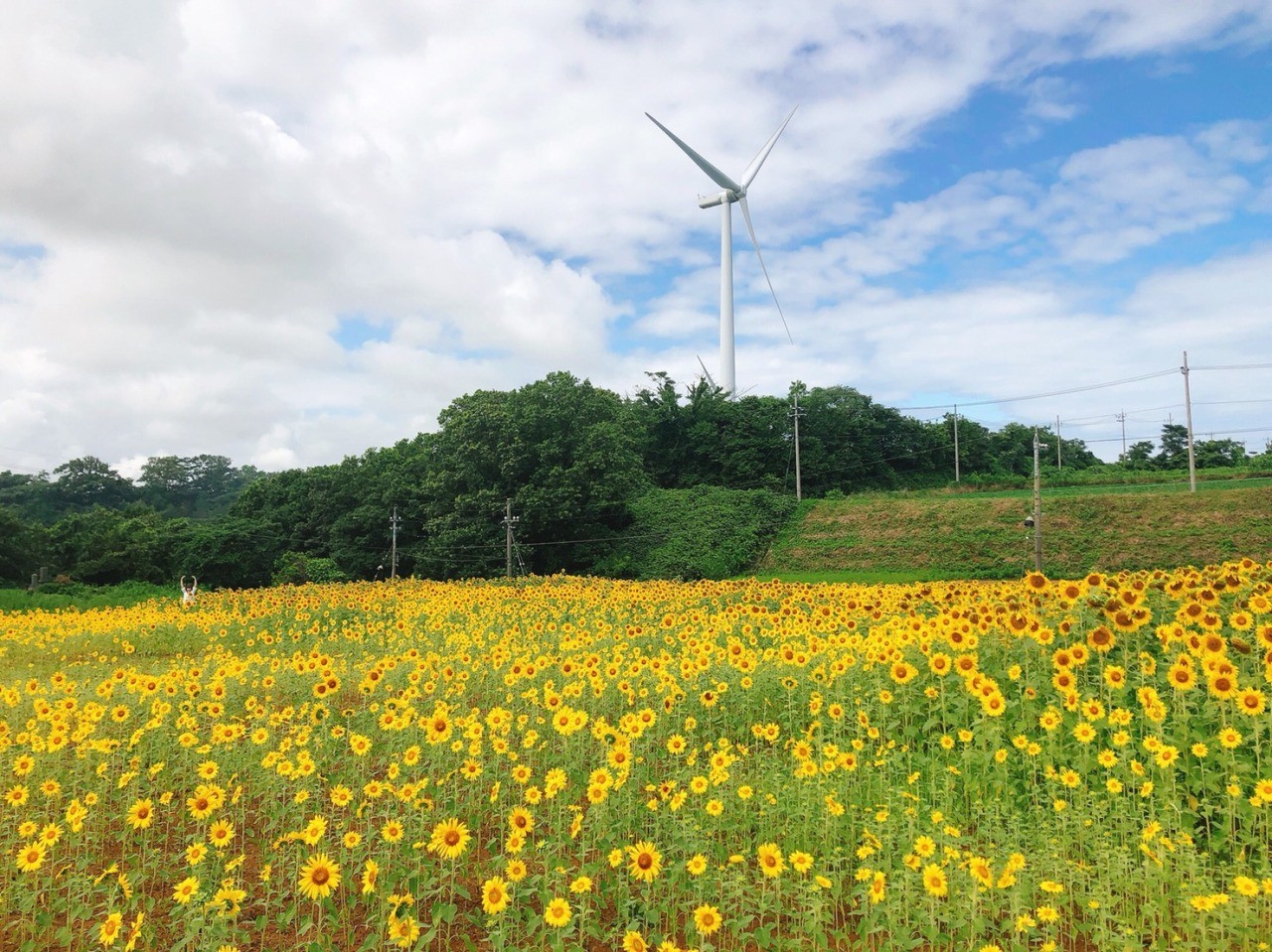 あわら夢ぐるま公園」横にオープン！ 『夢ぐるまCafe ふわり』日々URALA