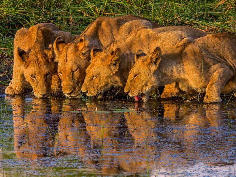 世界最大の内陸デルタであるボツワナの世界遺産、オカバンゴ・デルタ – skyticket 観光ガイド