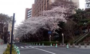 お花見の穴場？ 桜がきれいな大学のキャンパスを紹介 とらべるじゃーな！- エキスパート -