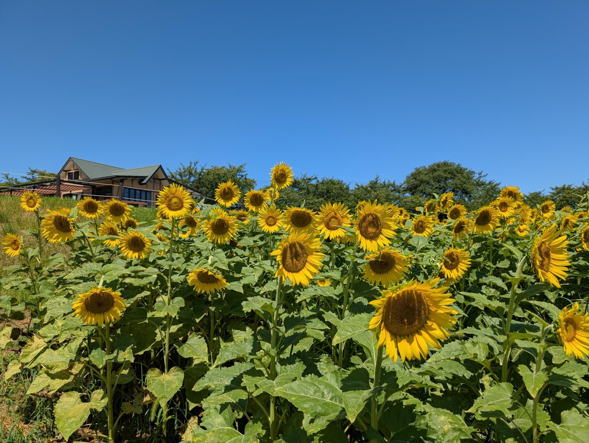 丘の上のカフェとひまわり畑🌻東松山農林埼玉県東松山市いろはウェザーニュース