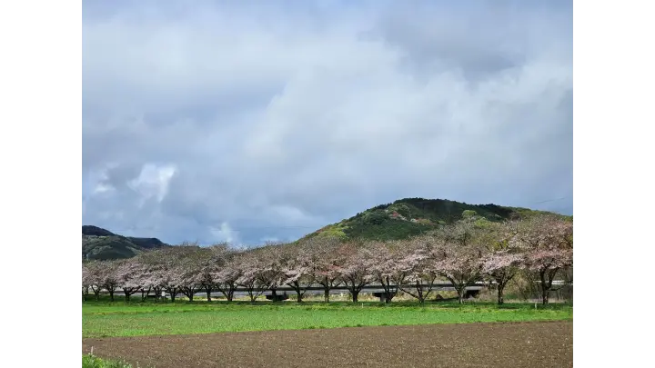 都幾川桜堤の写真素材 - PIXTA