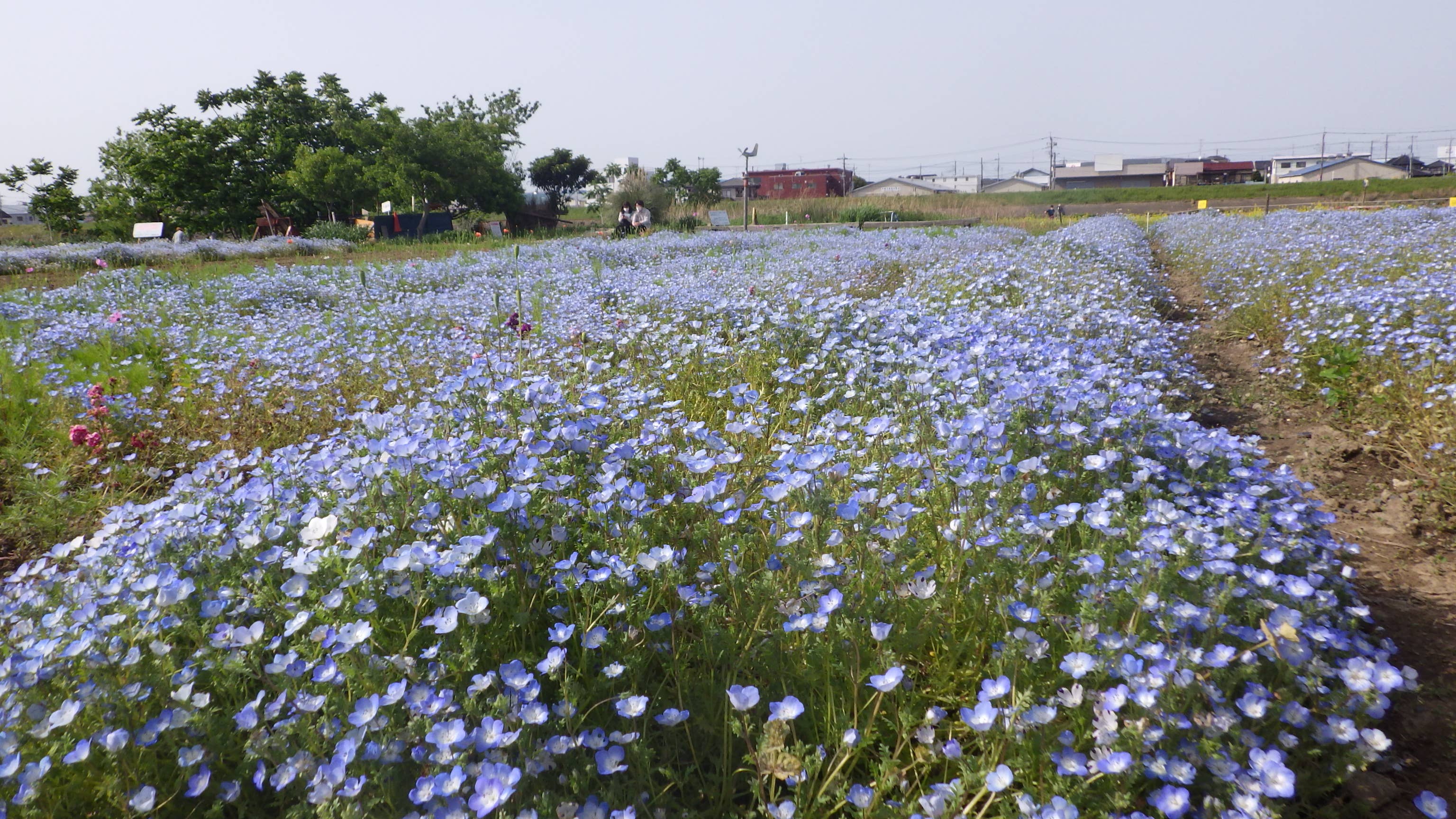 見どころいきいき やしお一般社団法人 八潮市観光協会