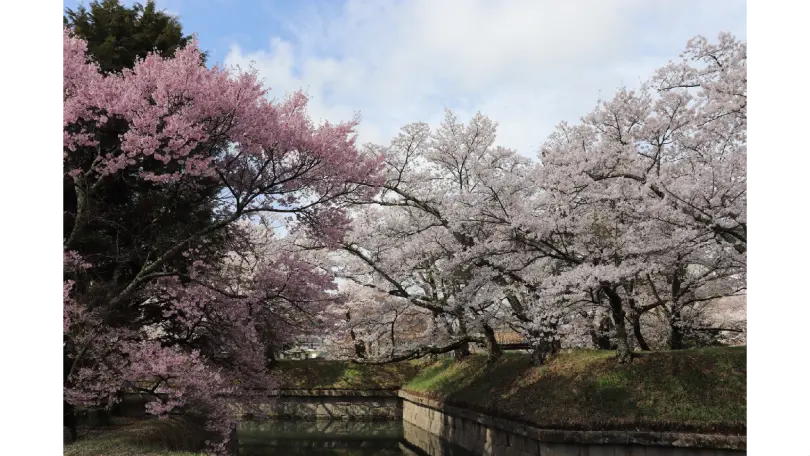 五稜郭公園の桜 ＜北海道2日間＞ 現地発着プラン