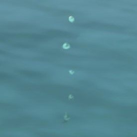 あつ森 驚き！！ラコスケにホタテをあげるのを断り続けた結果