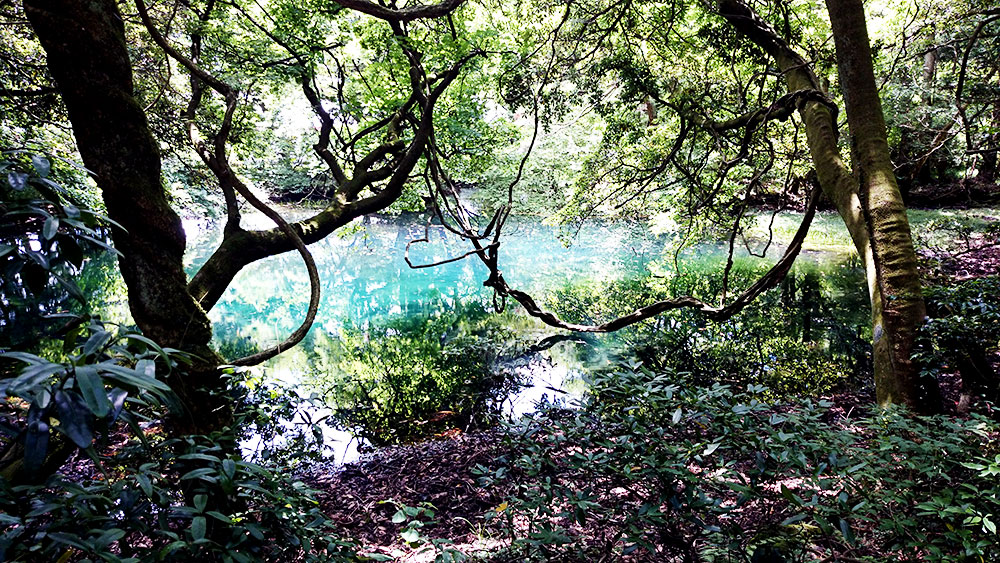 丸池様 見どころ・ベストシーズン・アクセス・駐車場 - 遊佐・鳥海山の湧水池