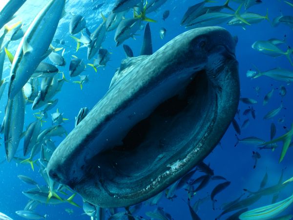 🌴沖縄旅行Day.2🌴, ⁡, 本当に感動。, ジンベエザメの大きさ、, 目の前で見た生き物の中で1番。,