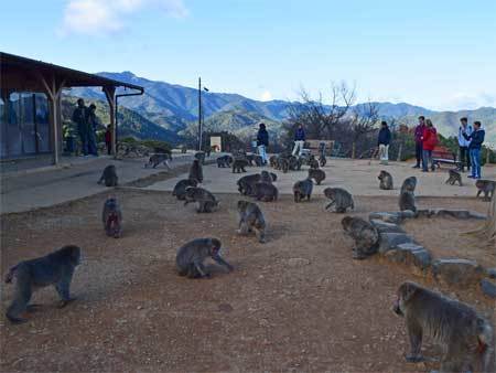 嵐山モンキーパークいわたやま アクセス・営業時間・料金情報 - じゃらんnet