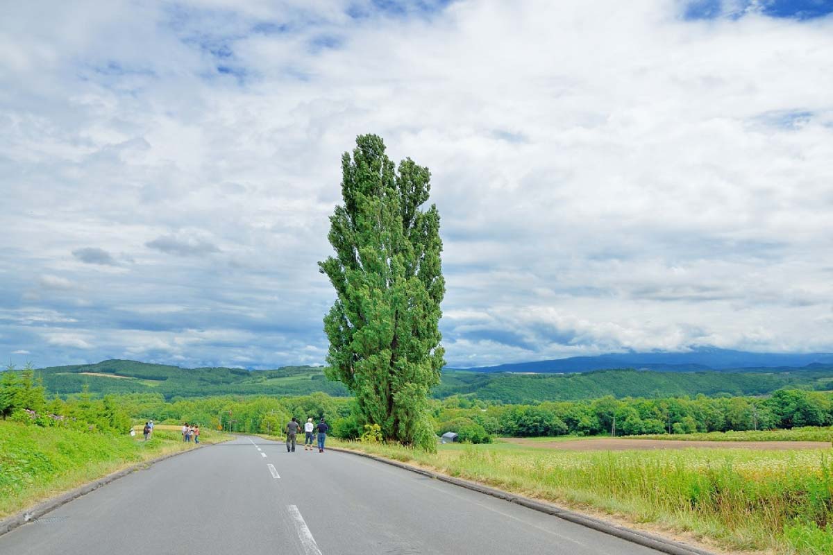 ケンとメリーの木 クチコミ・アクセス・周辺情報美瑛 びえい- フォートラベル