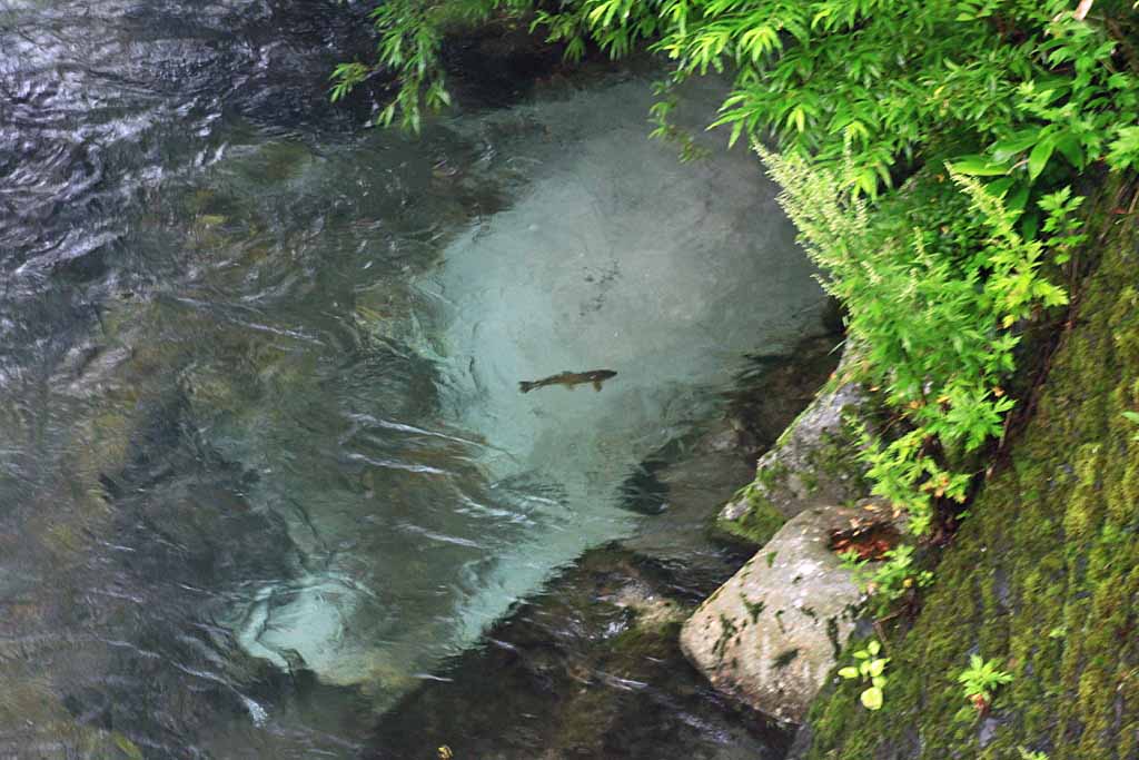 高瀬川本流ブラウントラウト釣行記 - 信州安曇野Outdoors アウトドアーズ