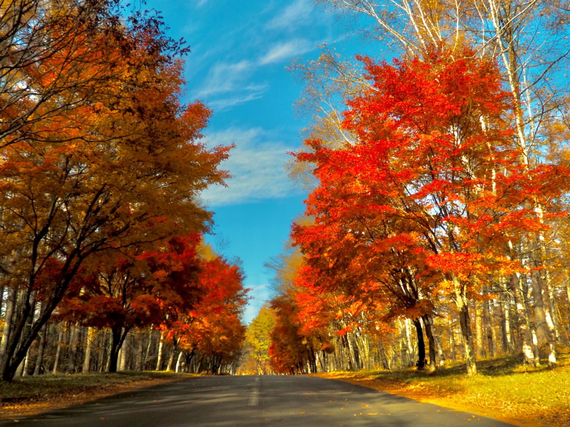 蓼科周辺紅葉状況 公式 サンダンス・リゾートクラブ会員サイト