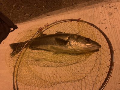 フィールドスタッフレポート『上天草メバルプラッギングゲーム』BLCPlug 610QuicknessYAMAGA Blanks