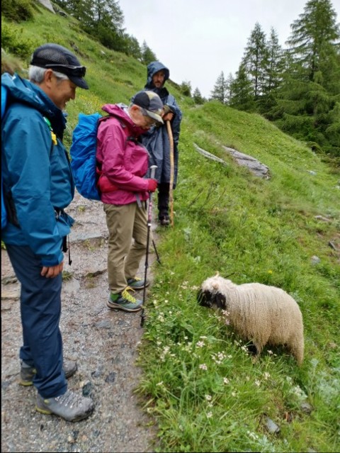 シュバルツナーゼ飼いたい。 : 自宅で動物園