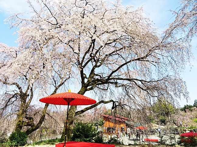 法華原華庭園のしだれ桜観光スポット公式 福岡県の観光 旅行情報サイト「クロスロードふくおか」