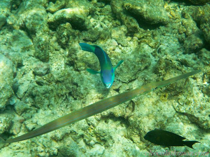 2025年最新版 モルディブ旅行の持ち物リスト・リゾートでの服装まで完全解説うさのホテル旅