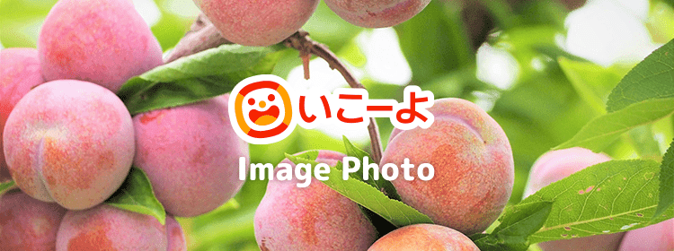 山梨でぶどう狩りするなら勝沼に行こう！おすすめスポット5ヵ所を紹介びゅうトラベル JR東日本