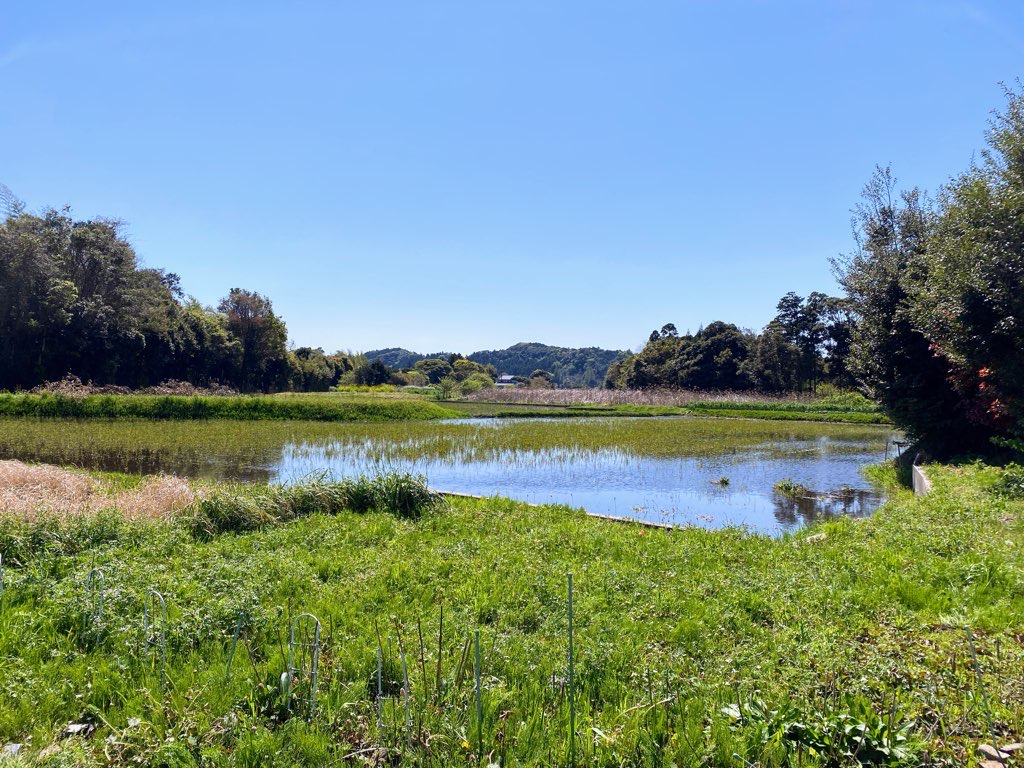 5倍に薄める酵素 果実漬物 ブルーベリー60g いすみの酵素