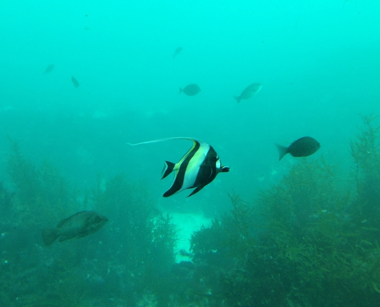 かつうら海中公園公式サイトの紹介 - Genspark