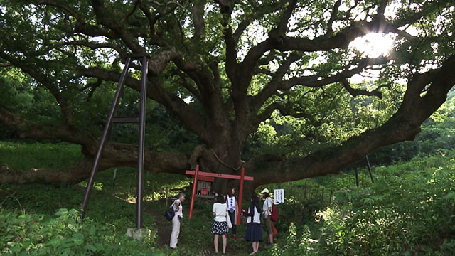 志々島の大楠 アクセス・営業時間・料金情報 - じゃらんnet