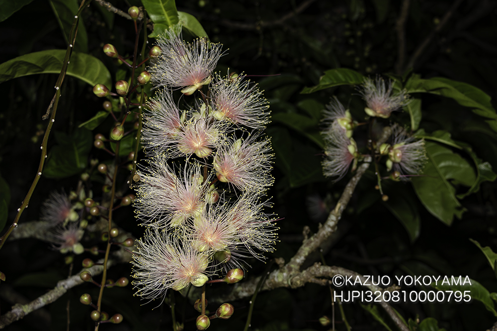 ナンバンサイカチの花と実 沖縄ではこの時期になるとナンバンサイカチが綺麗な花を咲かせてくれます。 別名