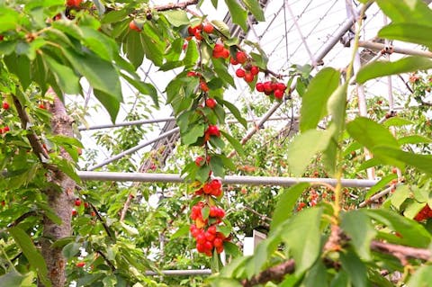 飛騨高山諏訪果樹園