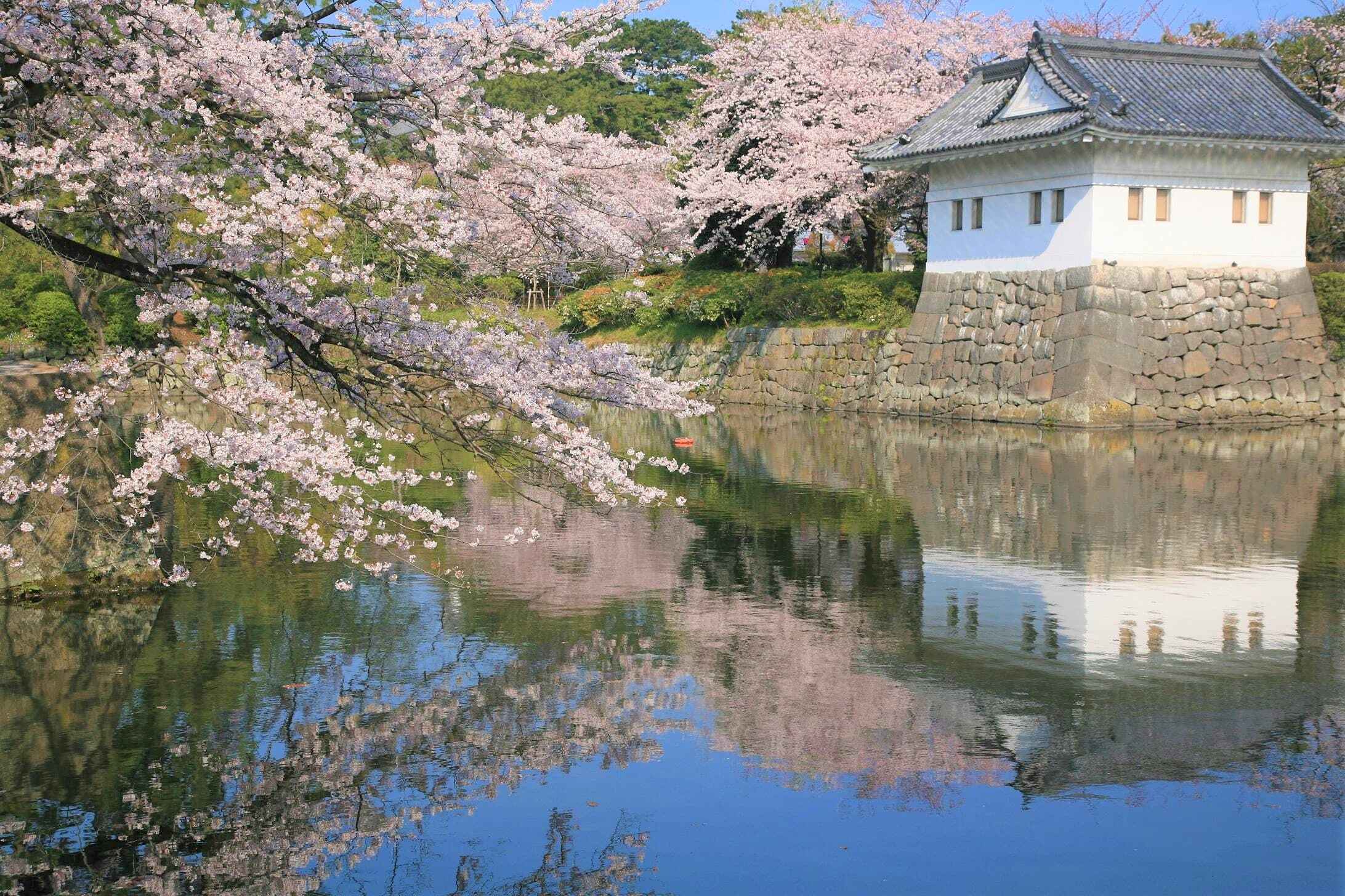 Tokyo drive 東京 靖国神社 桜並木