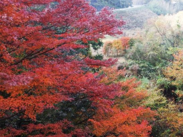 もみじロード アクセス・営業時間・料金情報 - じゃらんnet