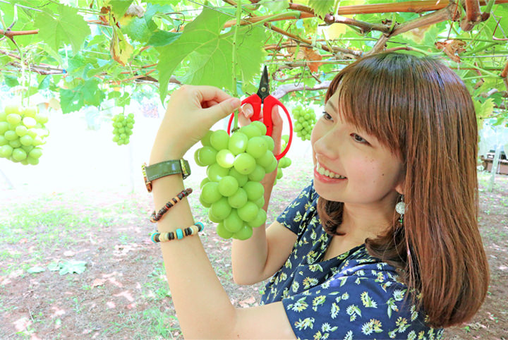 先日、新宿に舞台を観に行った時 @rosy_grapes_yamanashi さんのシャインマスカットがとても美味しくて 勝沼ぶどう郷へぶどう狩りに行きました🍇ぶどう畑、ぶどうの屋根下での手打ちほうとう鍋は格別でした😃 なんとこの日は午前中は