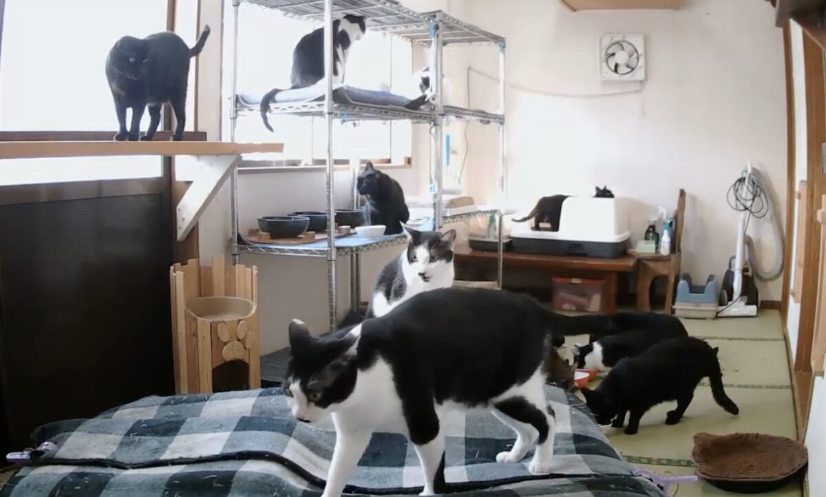 HRN-535 Wi-Fiリモートライブカメラ 平野商会