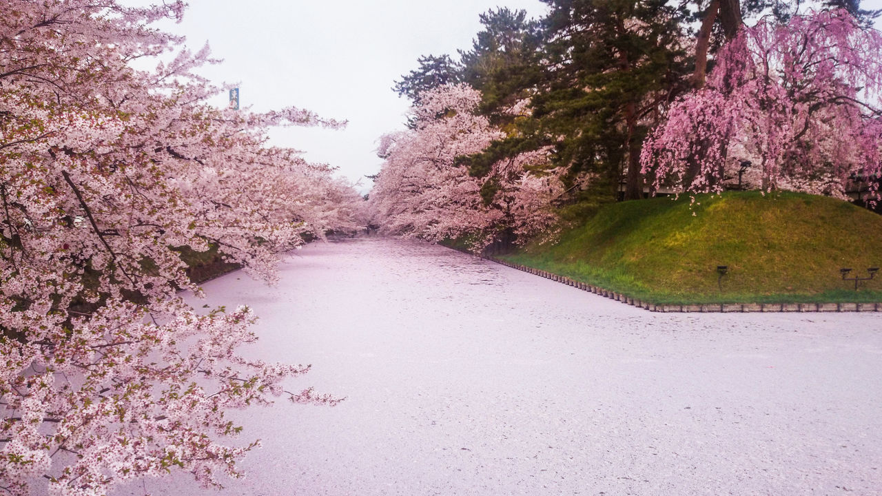 春を迎える東北へ！みちのく三大桜名所をご紹介！その他、周辺のおすすめ桜スポットもご案内
