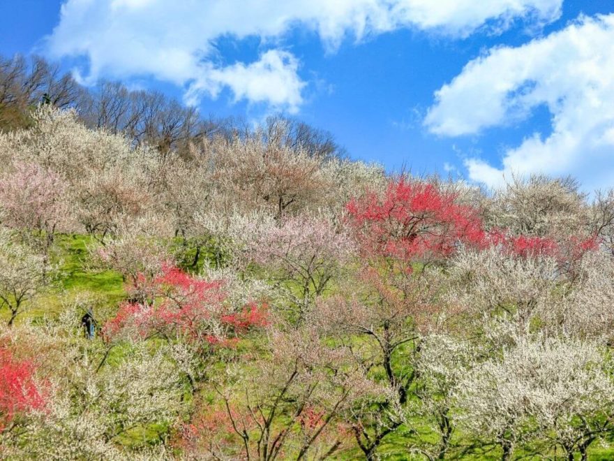 高尾山の梅の楽しみ方ガイド 登山と観梅を120%満喫しよう！GOOD LUCK TRIP