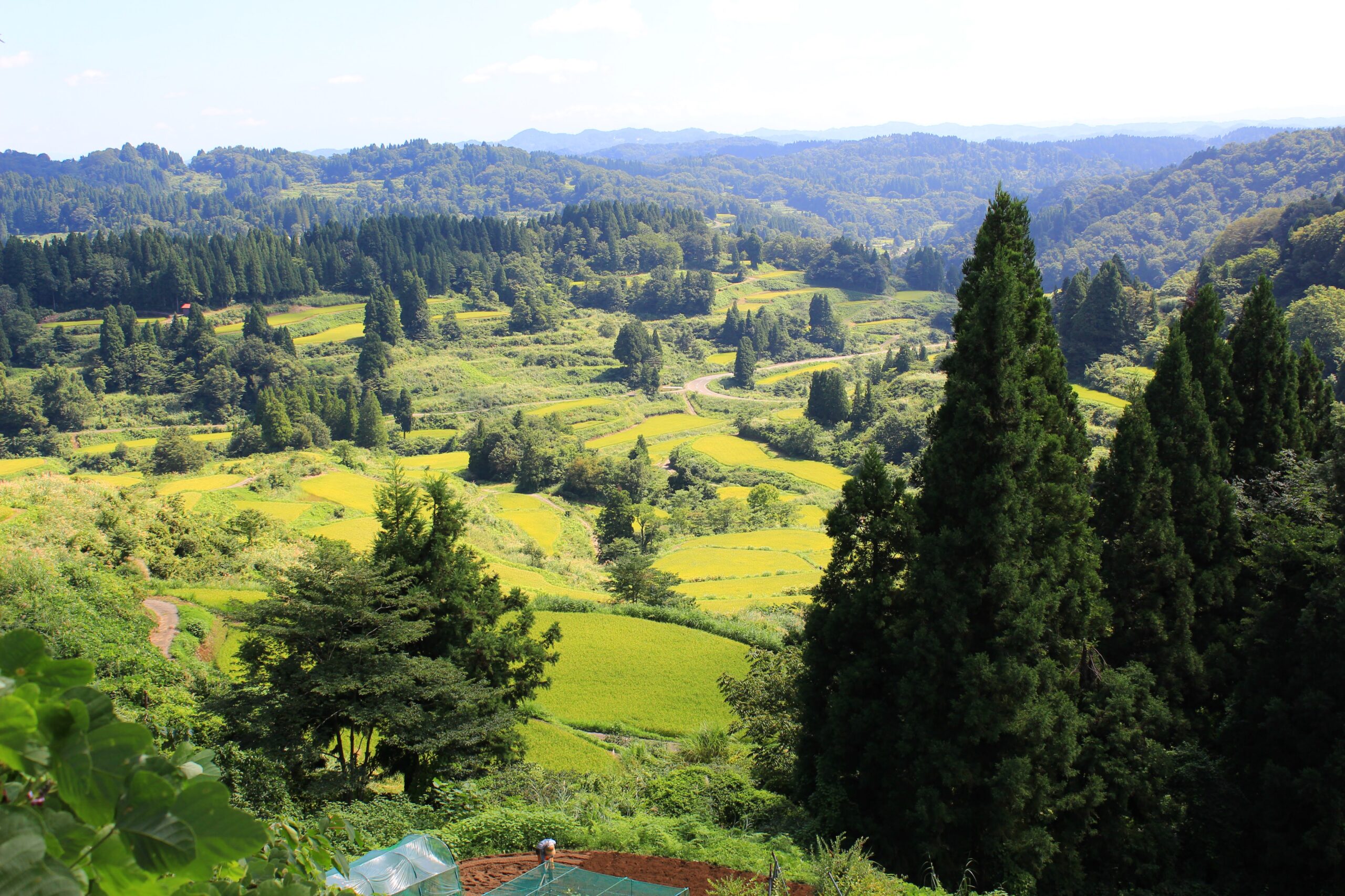 星峠の棚田新潟県十日町おすすめ観光スポット・越後松代棚田群
