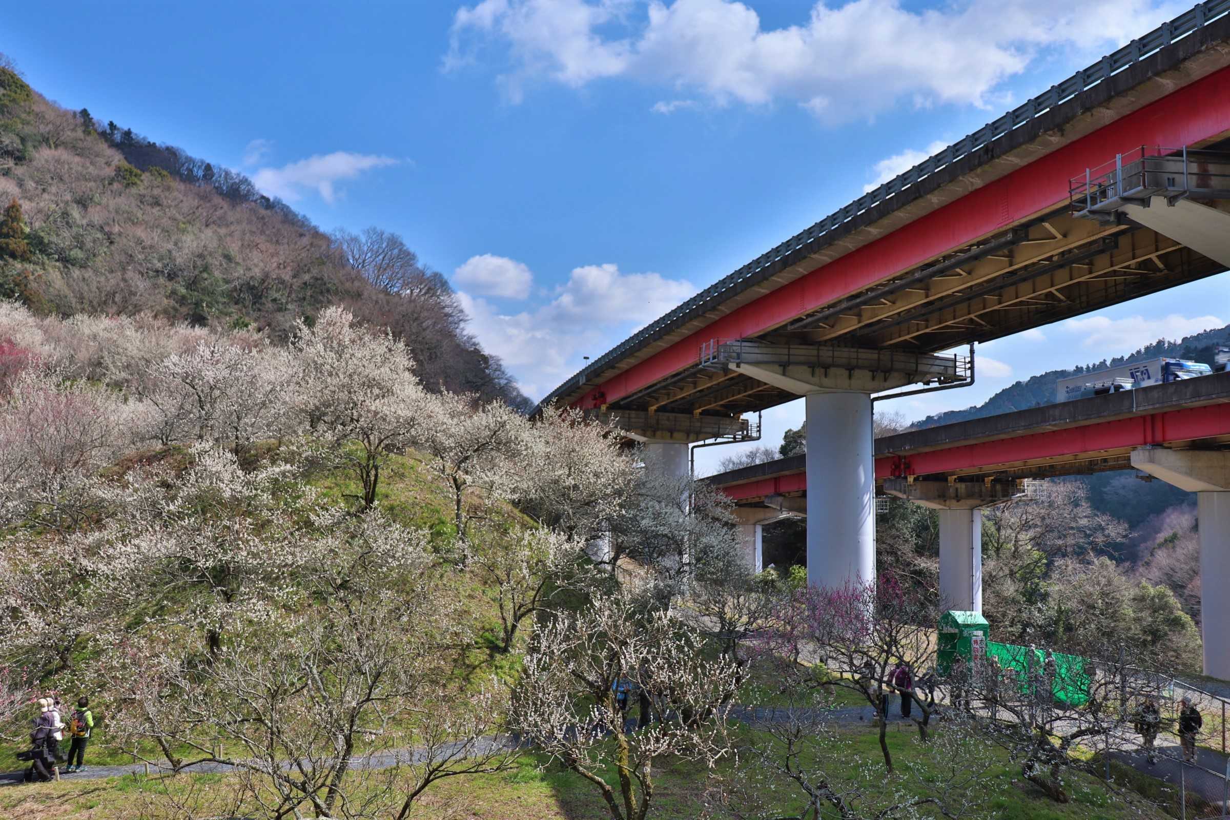 木下沢梅林高尾山から高尾梅郷お花見ハイキング登山に行って来ました！ - まじこのブログ～50代日帰り登山日記
