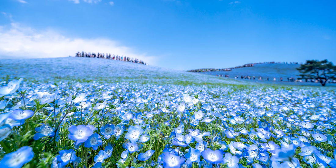 関東近郊で癒やし体験！ 女子旅・一人旅にもおすすめの日帰りプランキレイノート