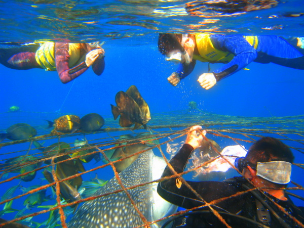 ジンベイザメシュノーケリング