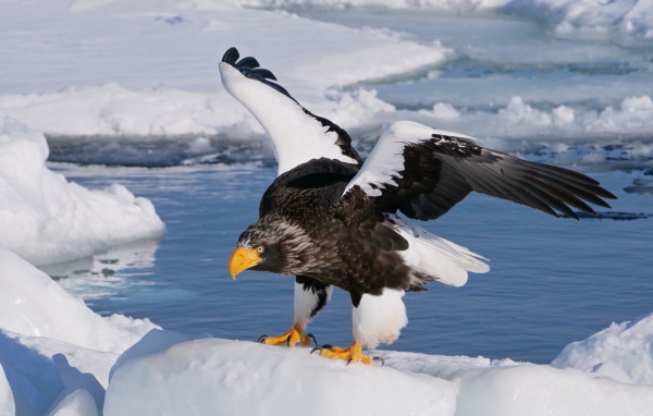 冬の道東 たっぷり満喫6日間 西遊旅行の添乗員同行ツアー 147号