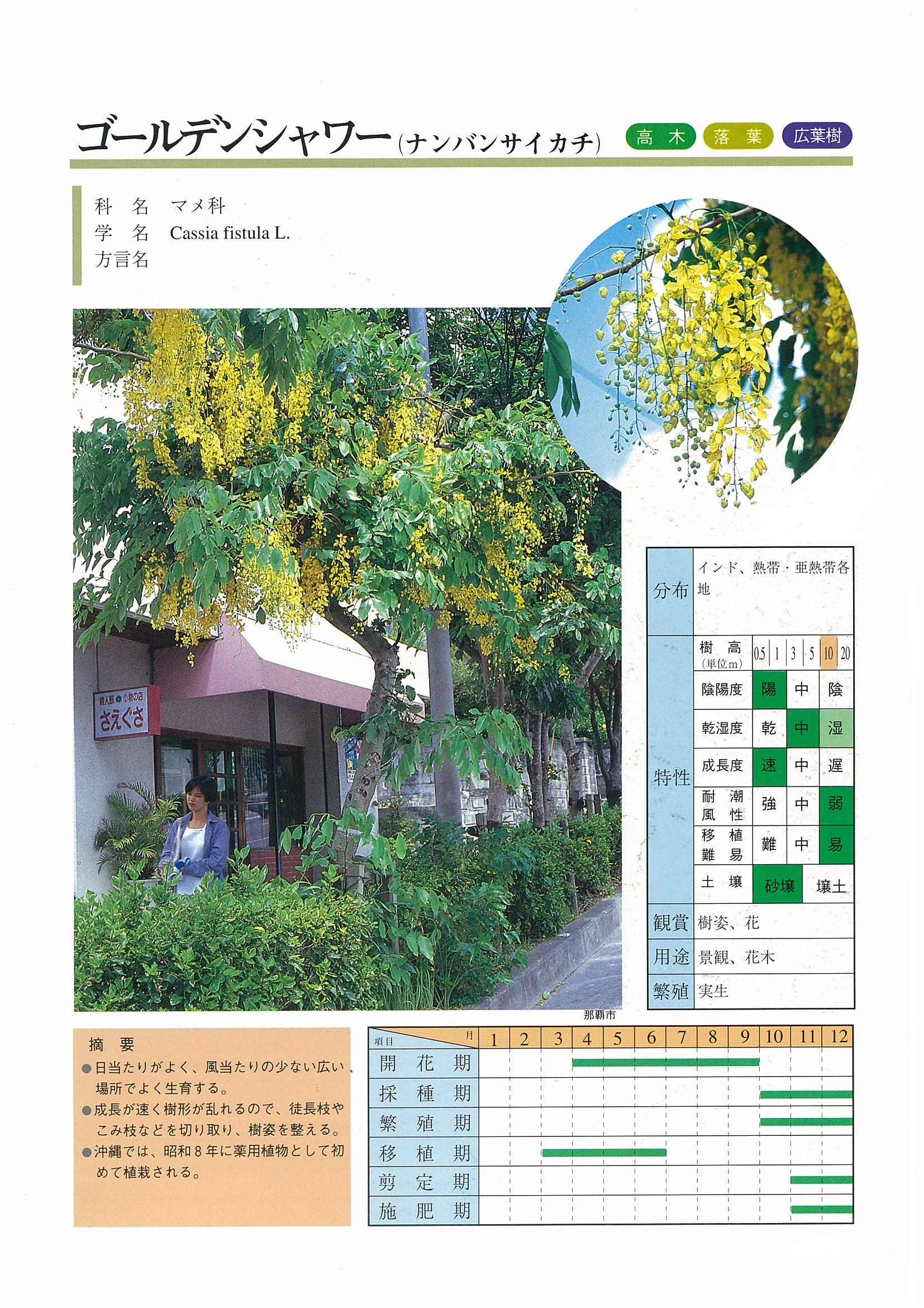 ナンバンサイカチ-花しらべ-花図鑑