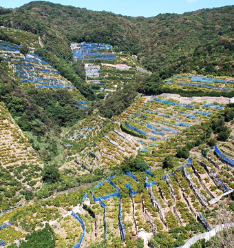 和歌山バイク旅録２ 有田みかん海道とみかん農園ショップうたたね関西見聞録